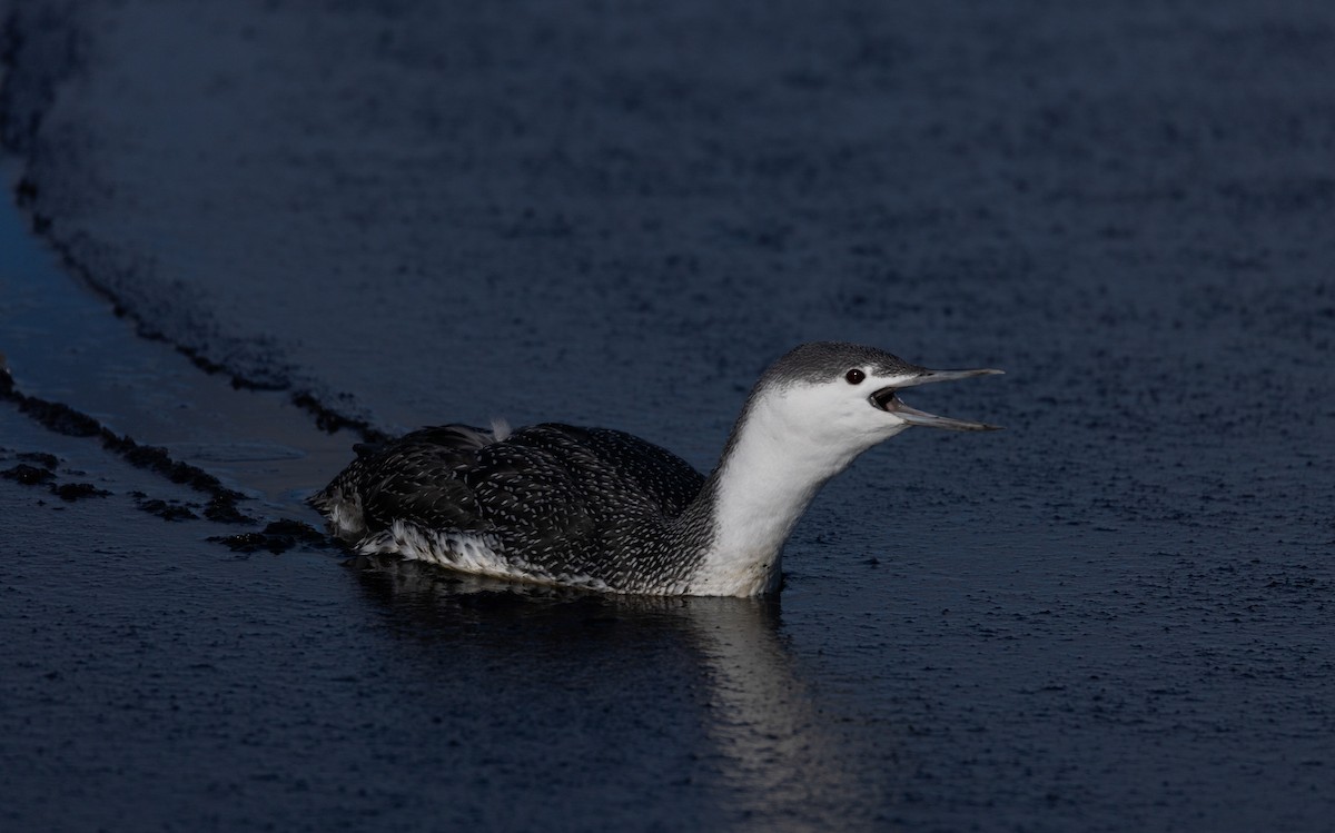 Red-throated Loon - ML392203941