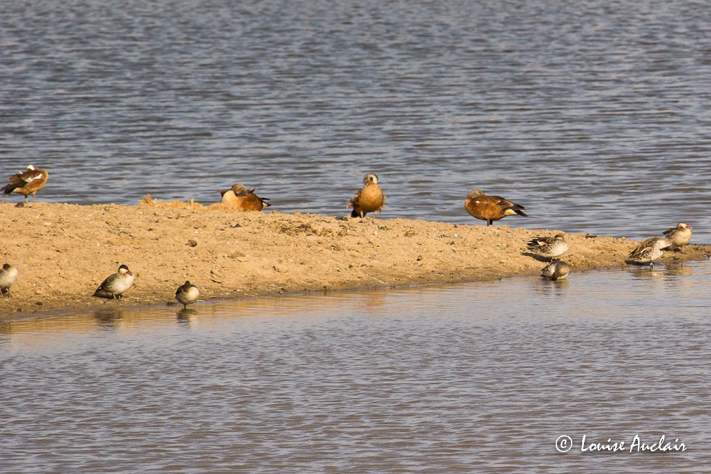 South African Shelduck - ML39220451