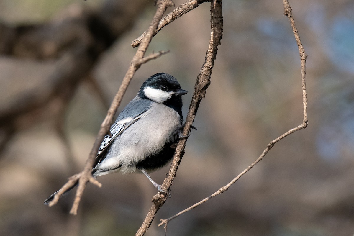 Cinereous Tit - Abbas Rizvi