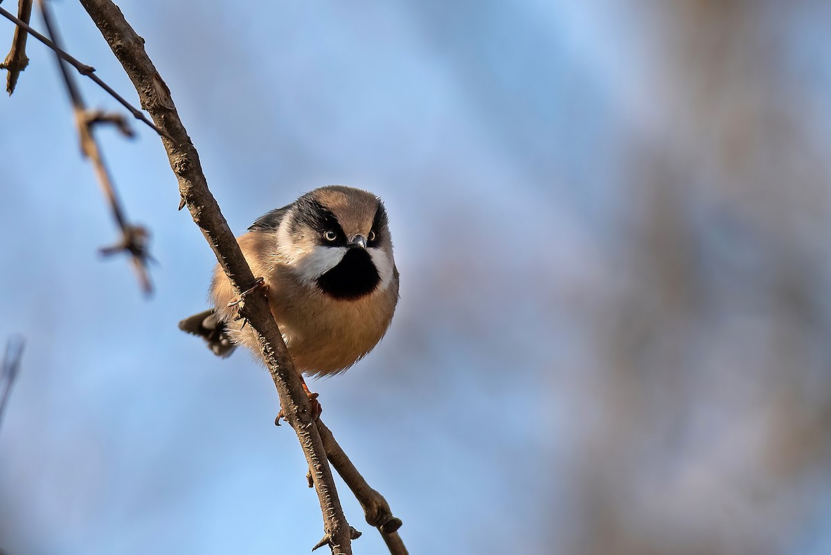 White-cheeked Tit - ML392204561