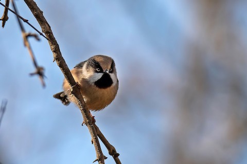 Uy bekasi internetda farrosh ayolning mushukini yalaydi.