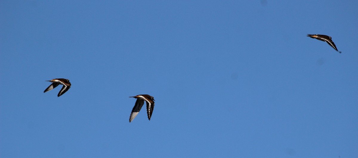 Killdeer - ML39220571