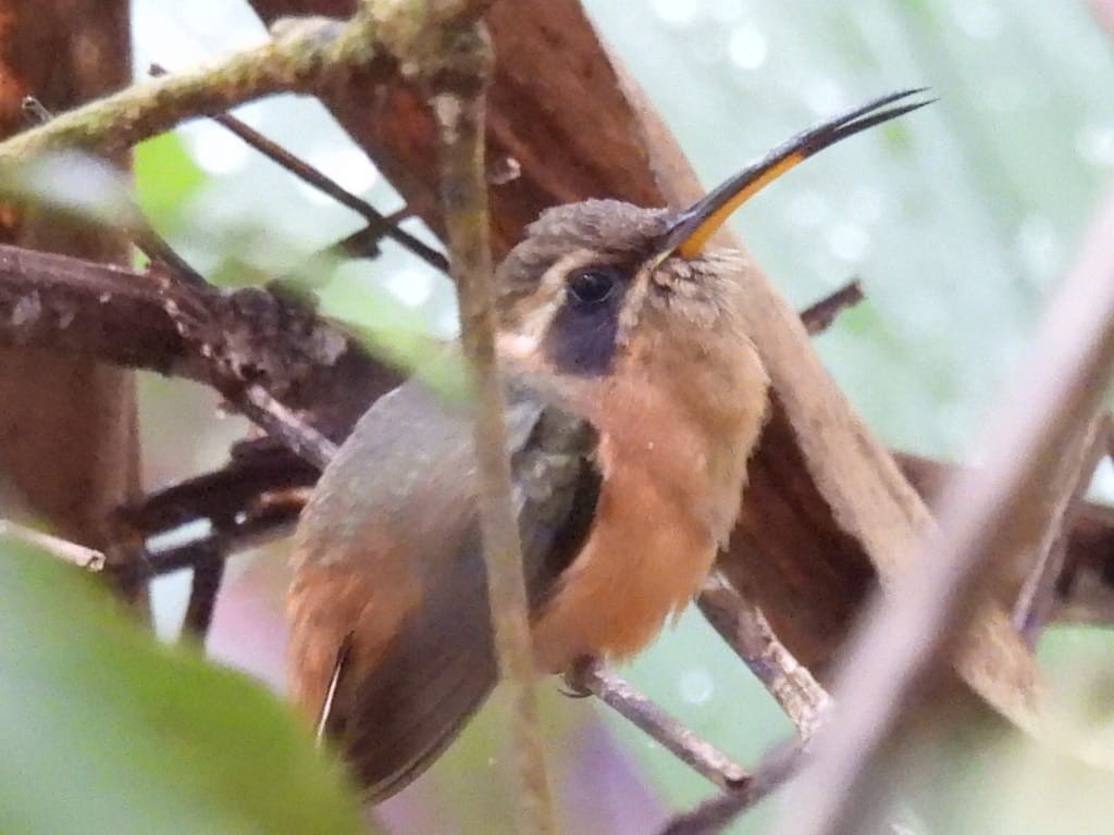 Серогорлый колибри-отшельник - ML392205871