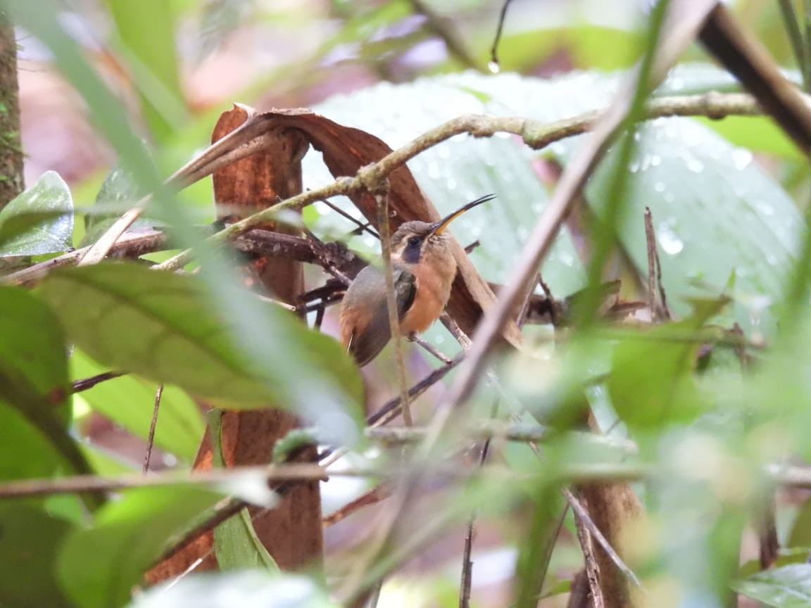 Серогорлый колибри-отшельник - ML392205921
