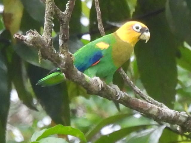 Saffron-headed Parrot - Jhon Edinson