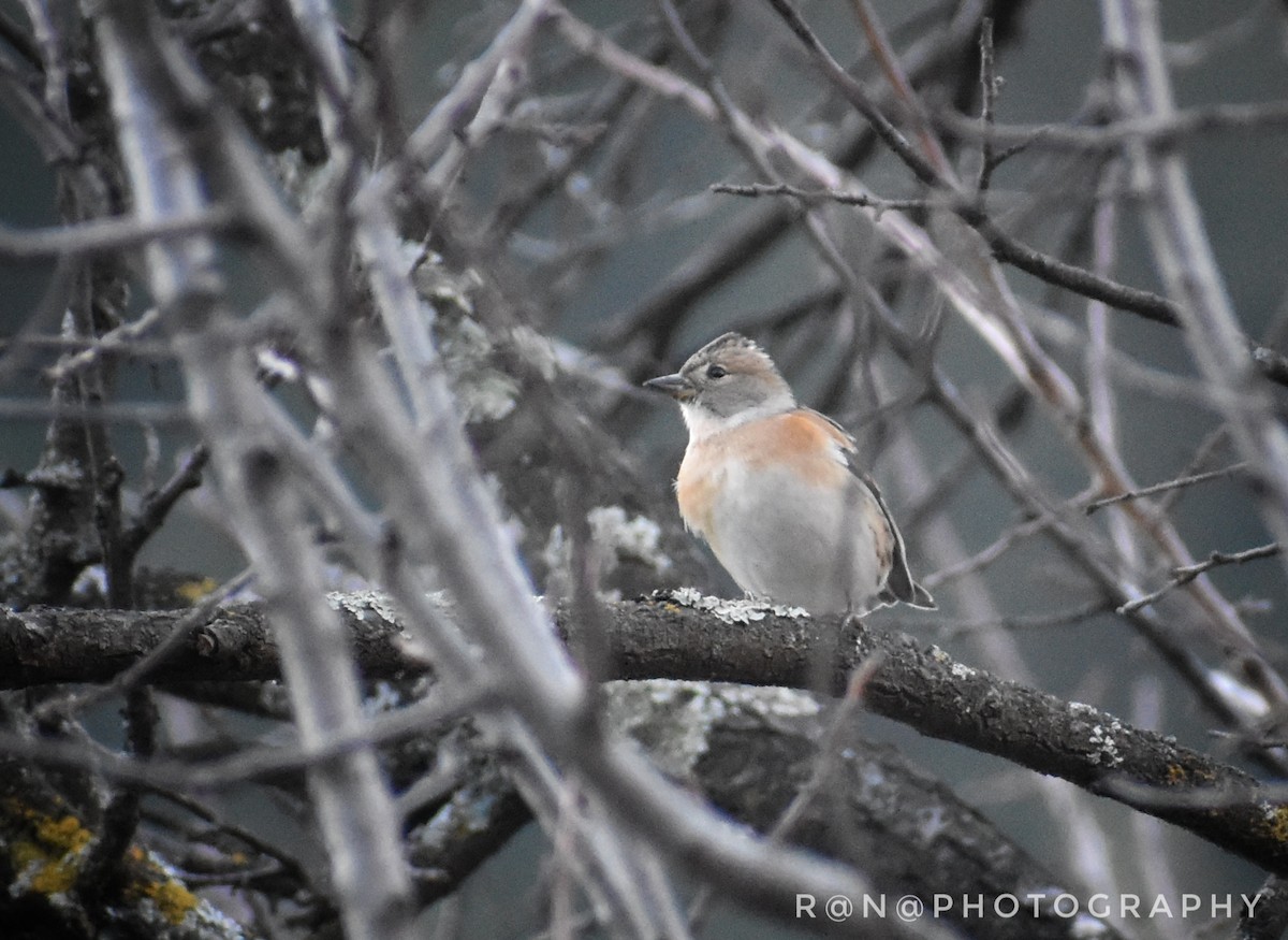 Brambling - ML392206341