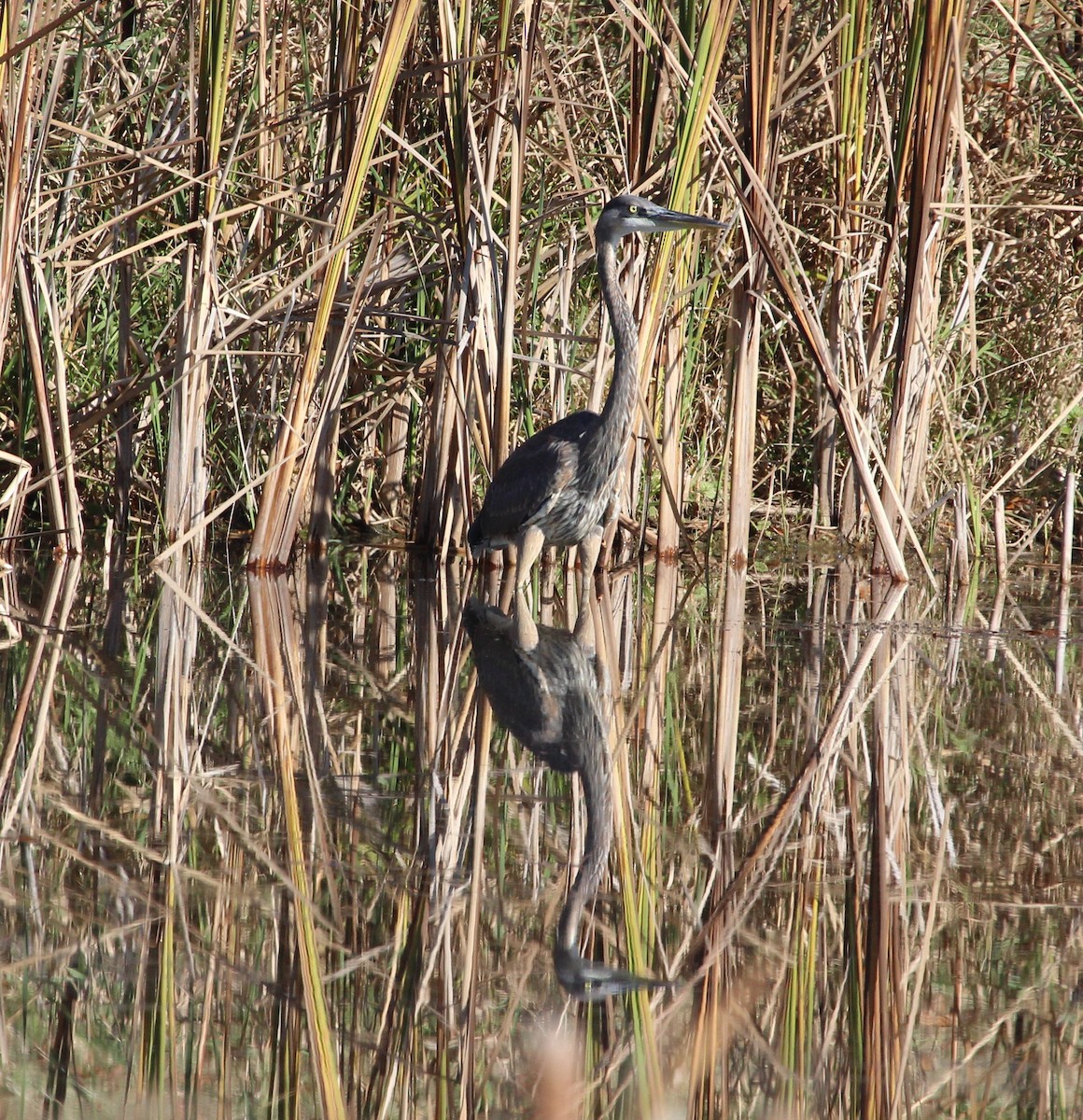 Great Blue Heron - ML39220651