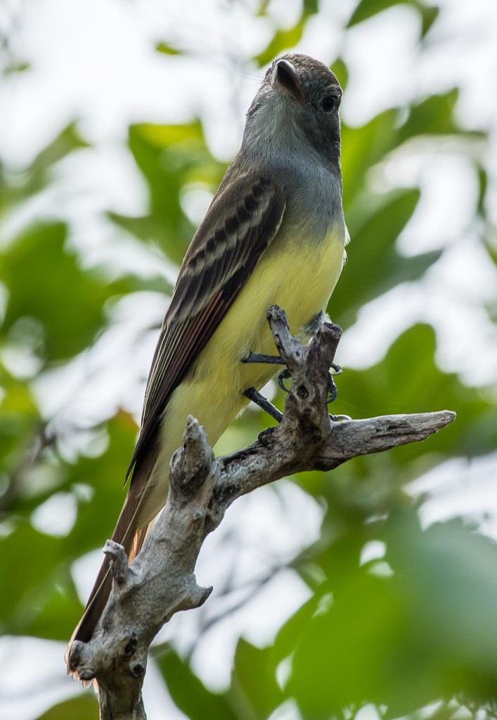 Great Crested Flycatcher - Gregg Petersen