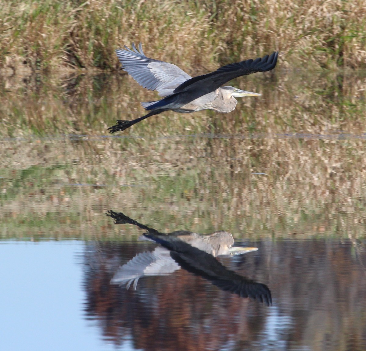 Great Blue Heron - ML39220701
