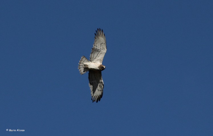 Circaète Jean-le-Blanc - ML39220791