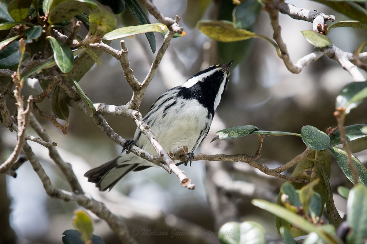 Black-throated Gray Warbler - ML39221071