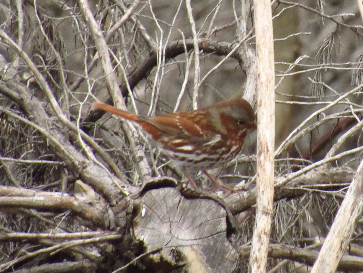 Fox Sparrow (Red) - karen pinckard