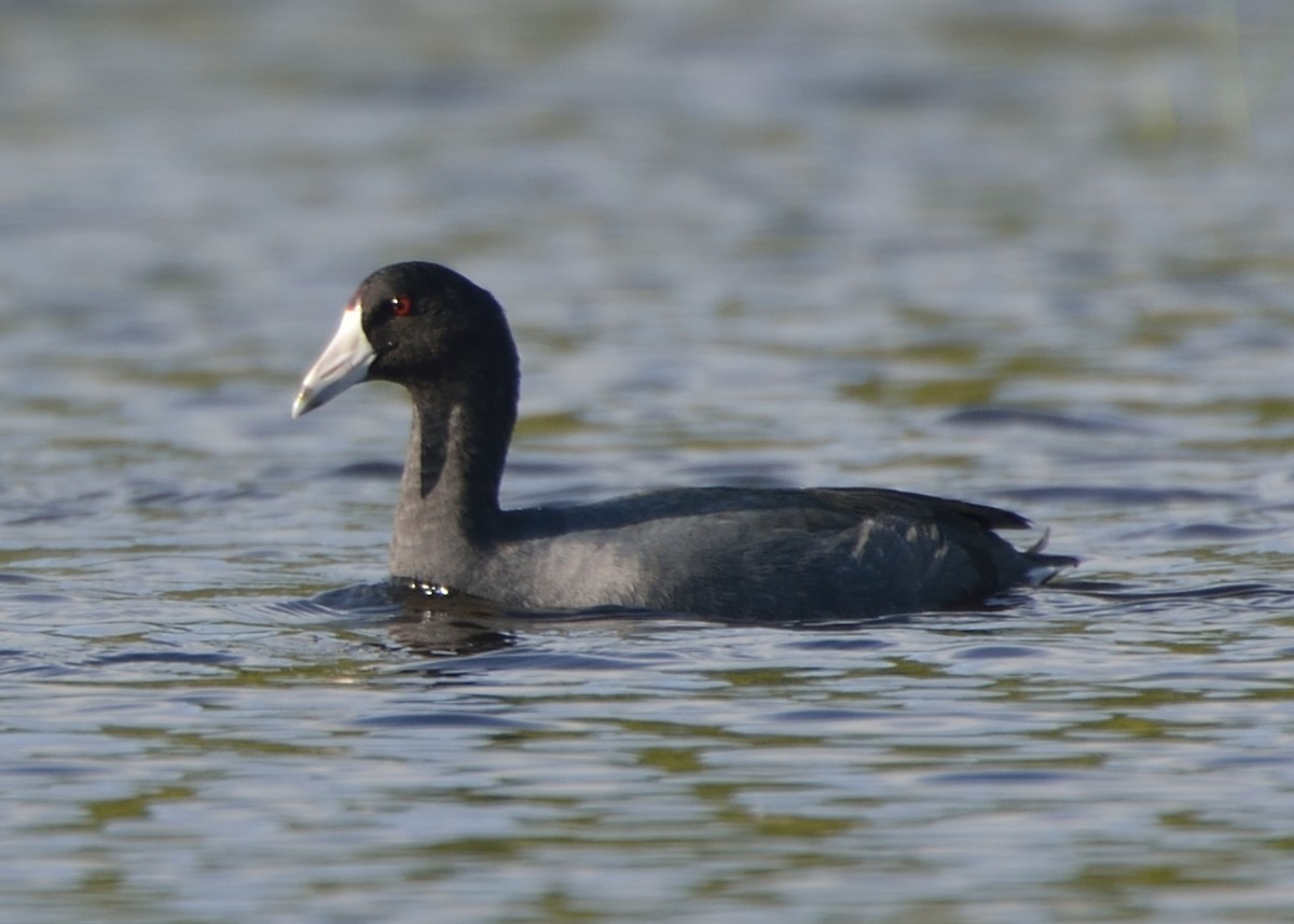 American Coot (Red-shielded) - ML392213081