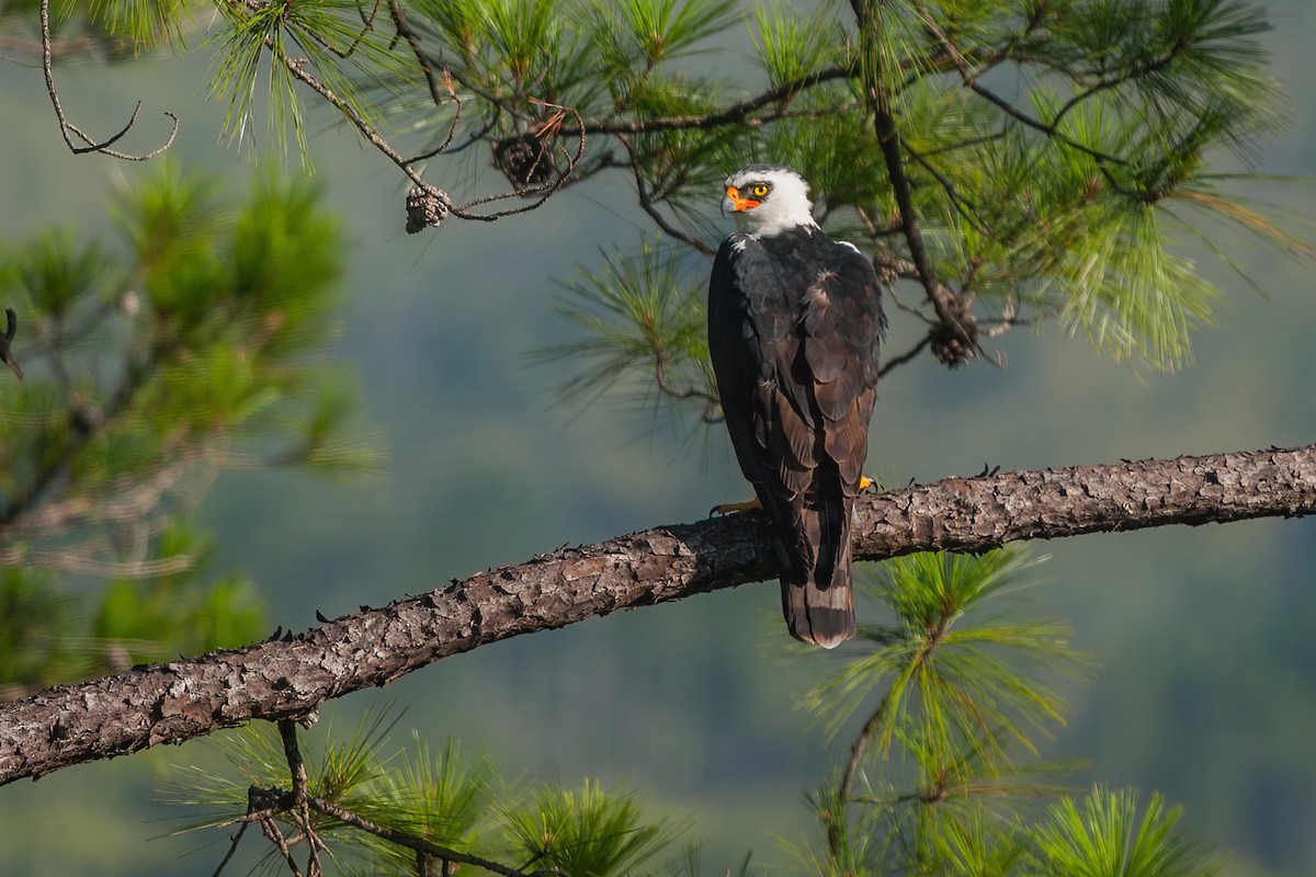 Black-and-white Hawk-Eagle - ML392213891