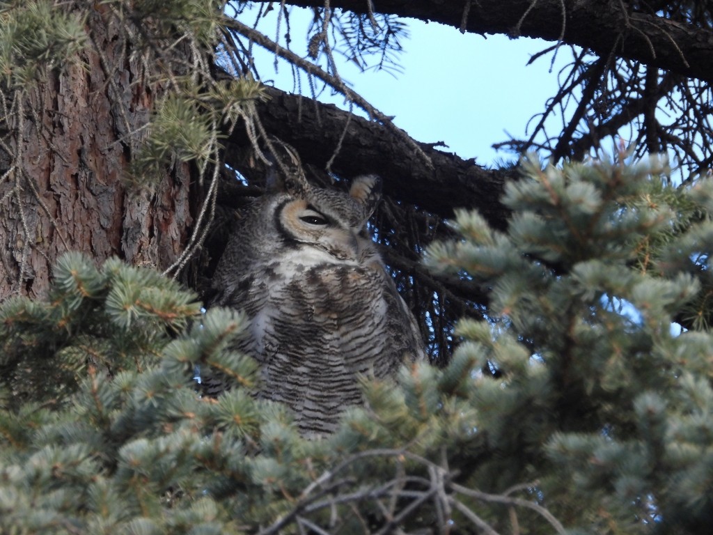 Great Horned Owl - ML392214291