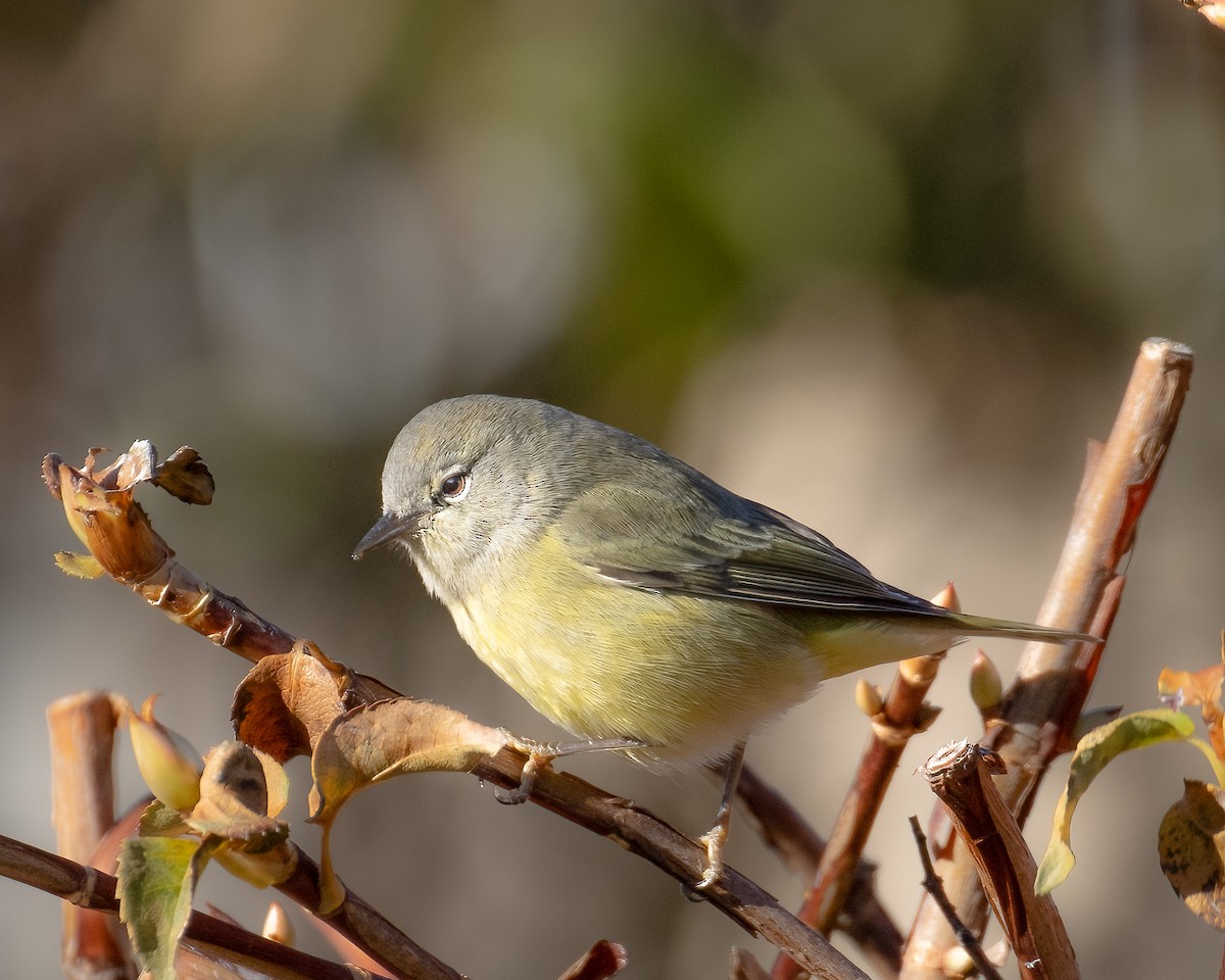 Orange-crowned Warbler - Graham Schmidt