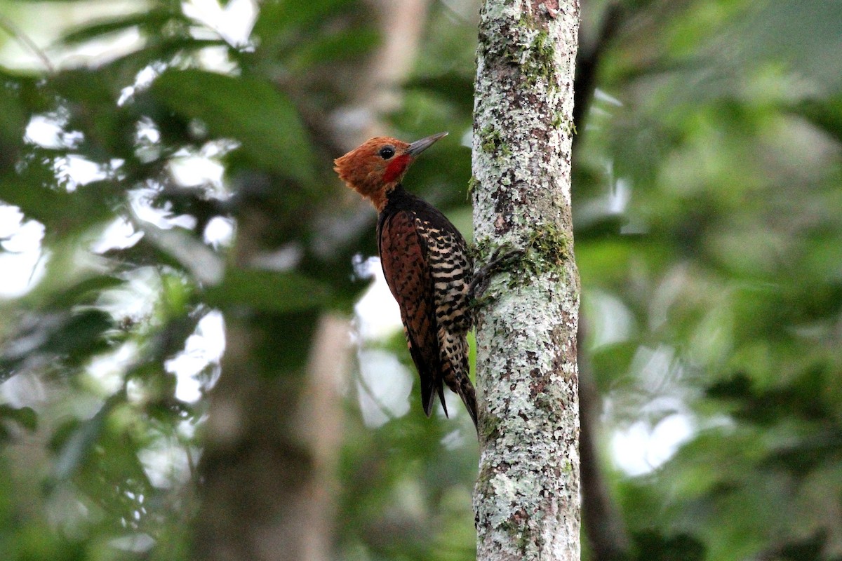 Ringed Woodpecker - ML392215551