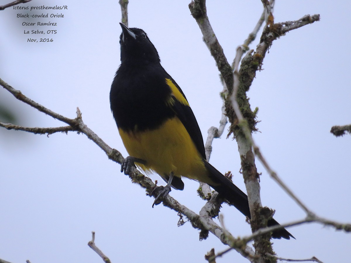 Black-cowled Oriole - ML39221571