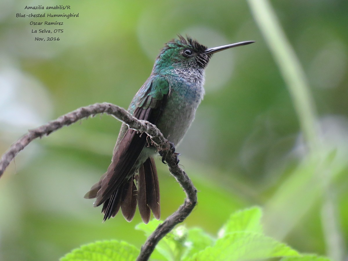 Blue-chested Hummingbird - Oscar Ramirez Alan