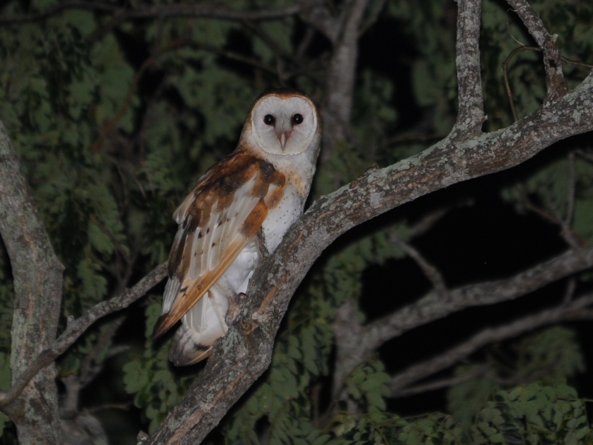 Barn Owl - ML39221631