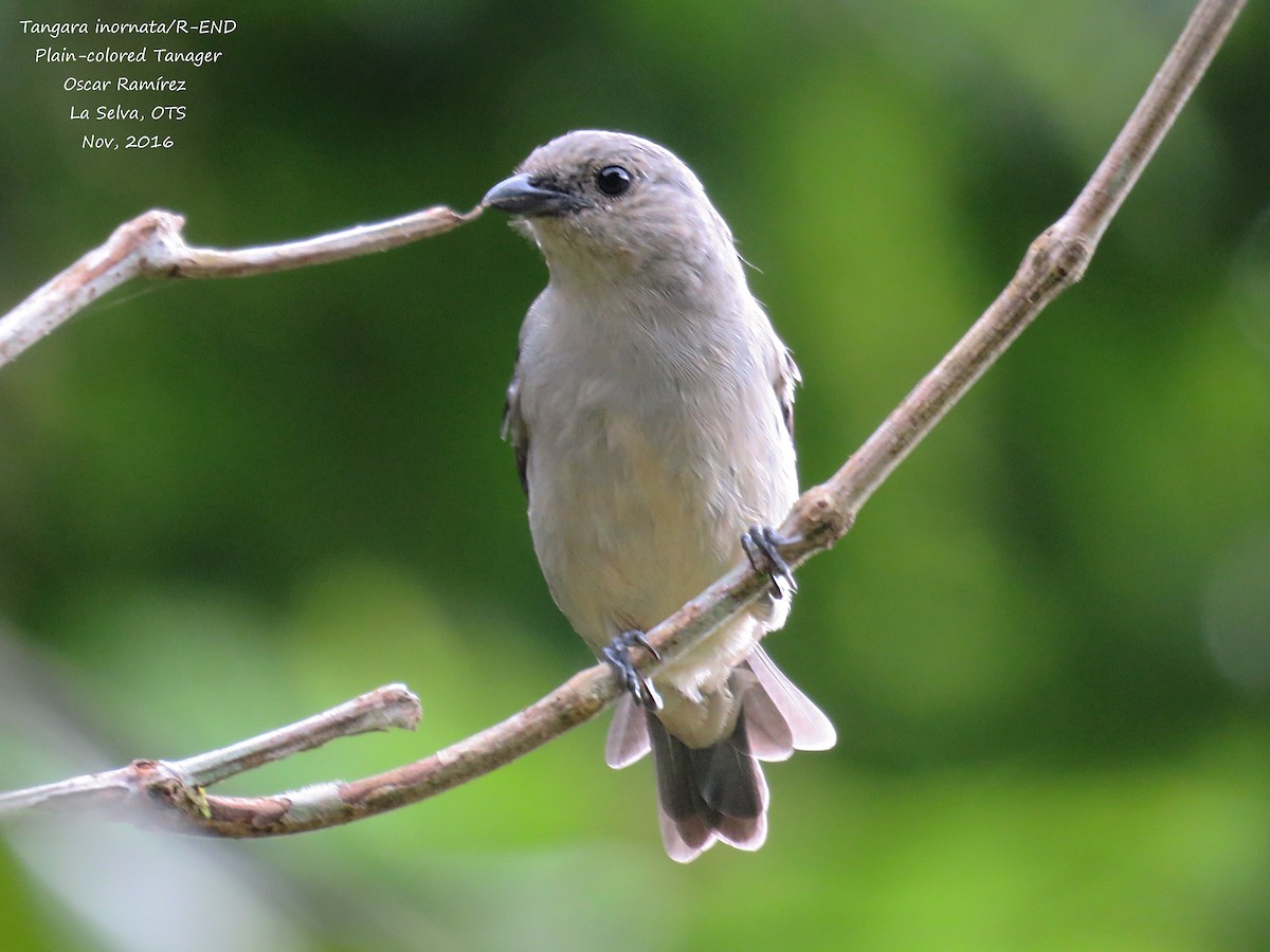 Plain-colored Tanager - Oscar Ramirez Alan