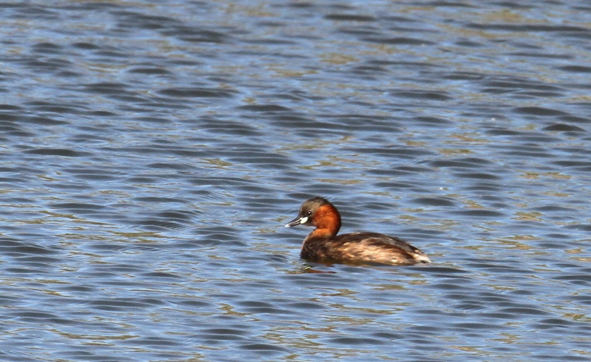 Little Grebe - ML392216831