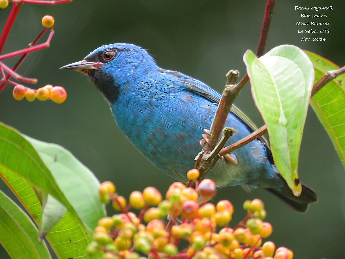 Blue Dacnis - ML39221701