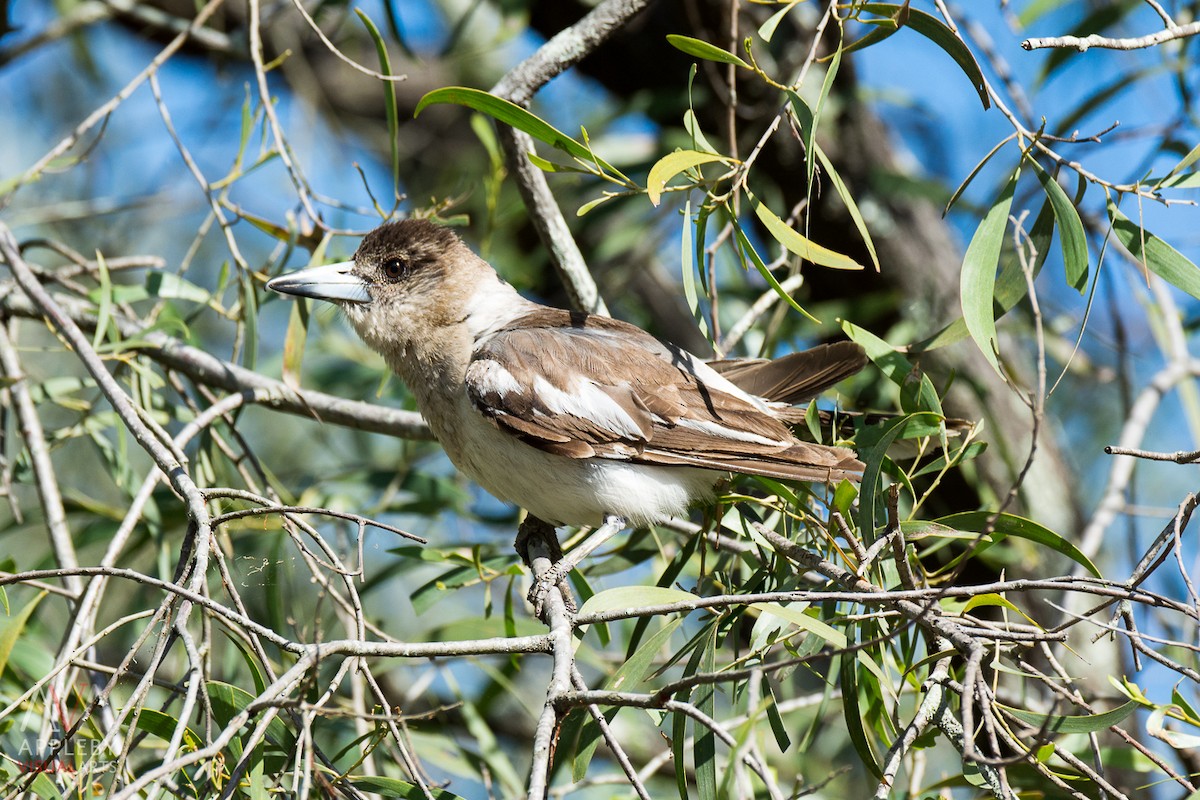 Pied Butcherbird - ML39221731