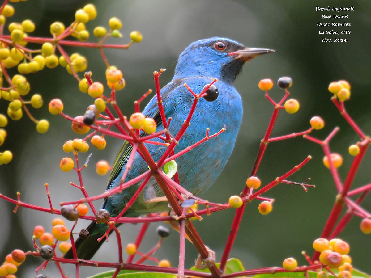 Blue Dacnis - Oscar Ramirez Alan