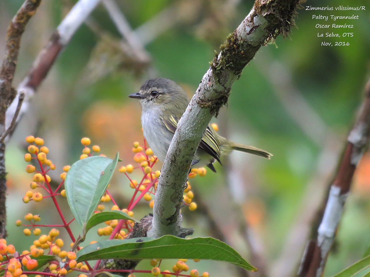 Mistletoe Tyrannulet - ML39221881