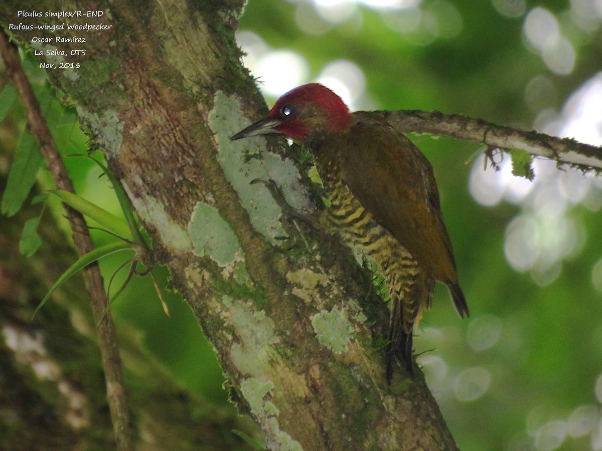 Rufous-winged Woodpecker - ML39221911