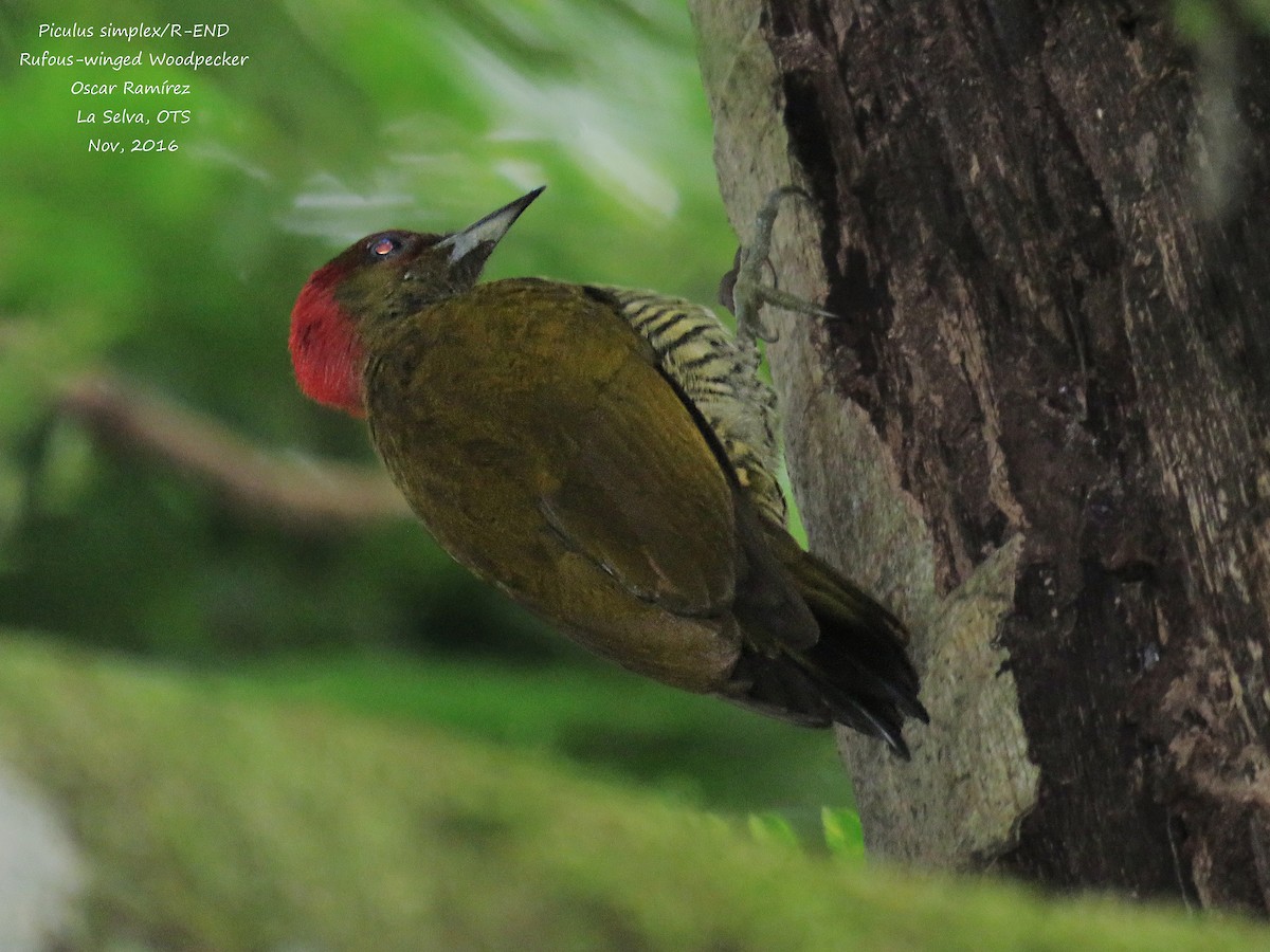 Carpintero Alirrufo - ML39221921