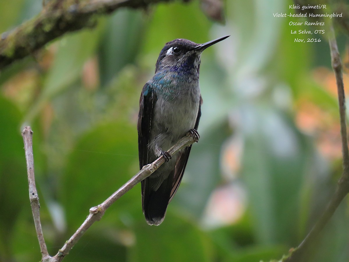 Violet-headed Hummingbird - ML39222001