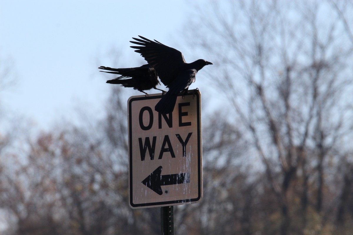 American Crow - ML392220471