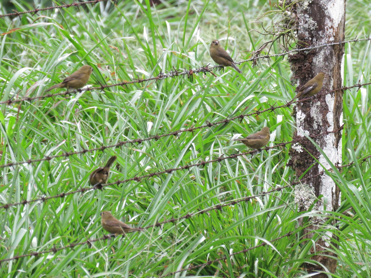 Variable Seedeater - ML39222061