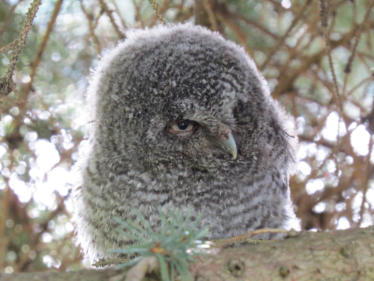 Eastern Screech-Owl - ML392220751