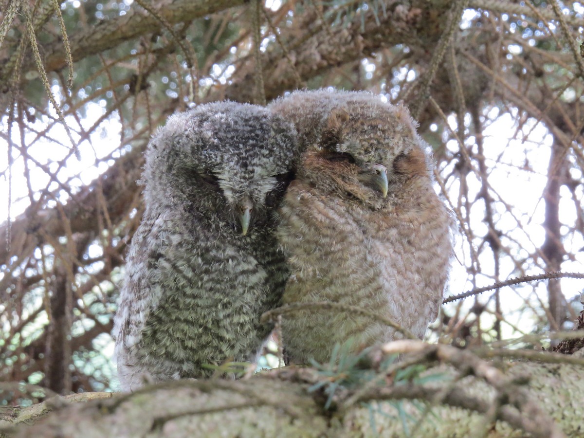 Eastern Screech-Owl - ML392220761