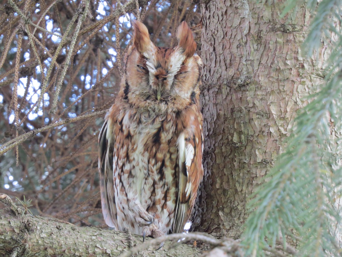 Eastern Screech-Owl - ML392220801