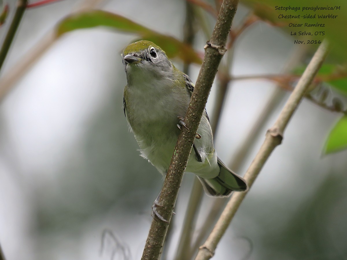 Chestnut-sided Warbler - Oscar Ramirez Alan