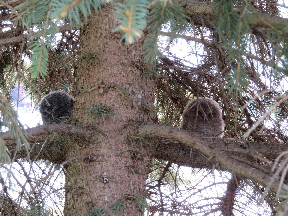 Eastern Screech-Owl - ML392220811