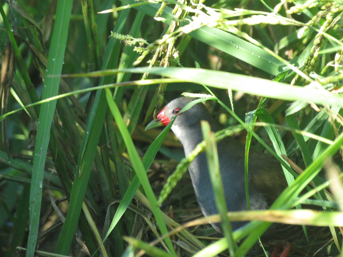 Paint-billed Crake - ML392220821