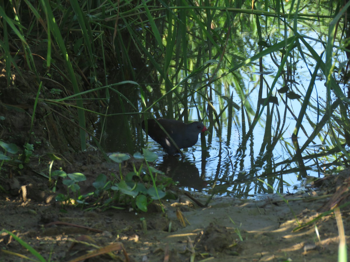 Paint-billed Crake - ML392220841