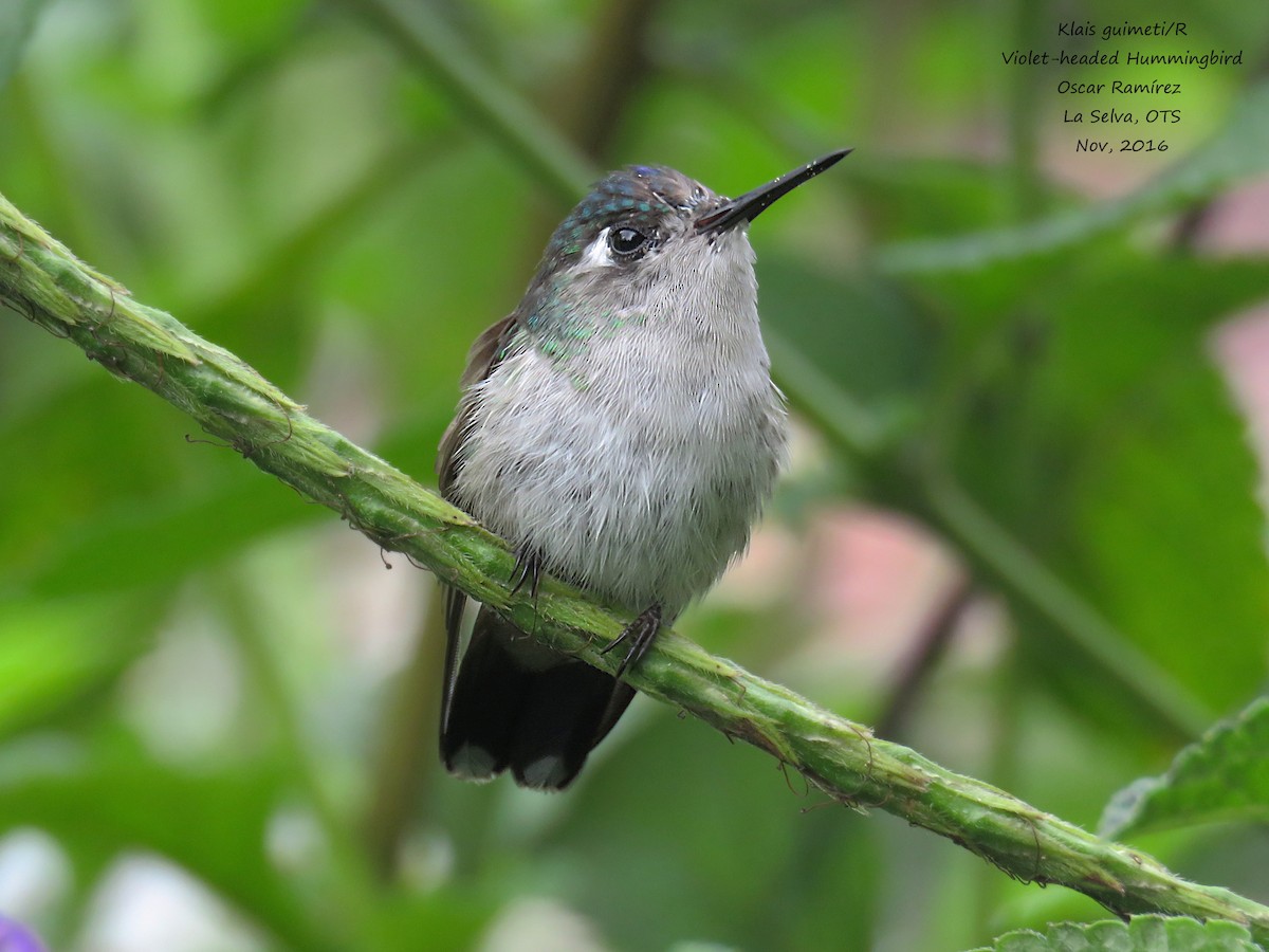 Violet-headed Hummingbird - Oscar Ramirez Alan