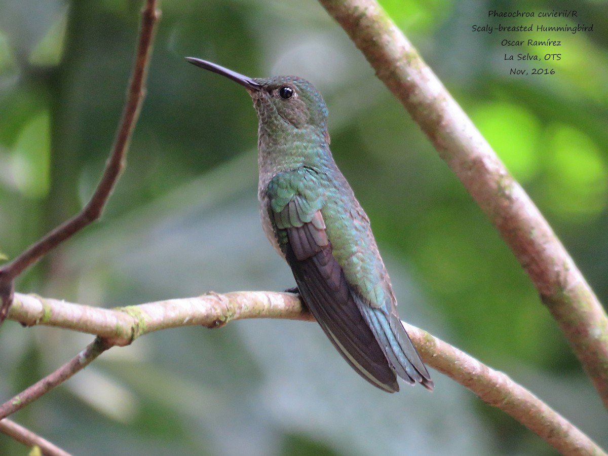 Scaly-breasted Hummingbird - Oscar Ramirez Alan