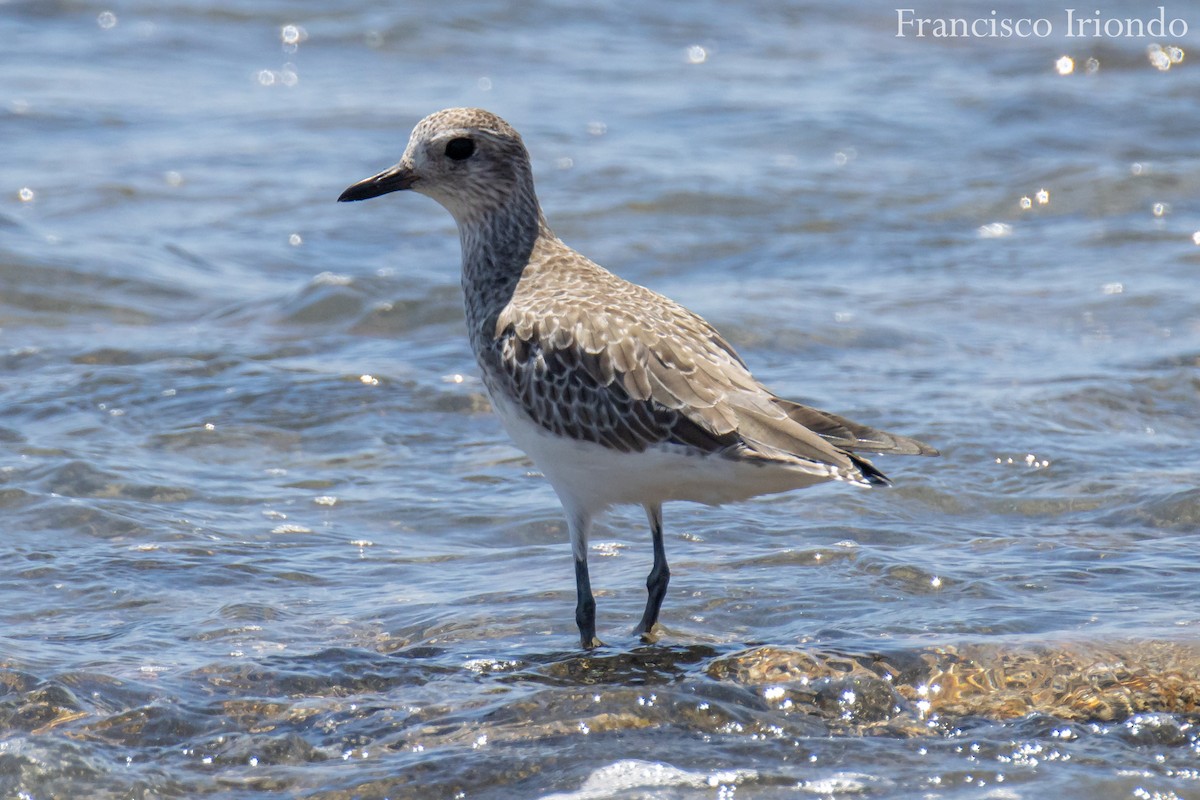 Black-bellied Plover - ML392224851