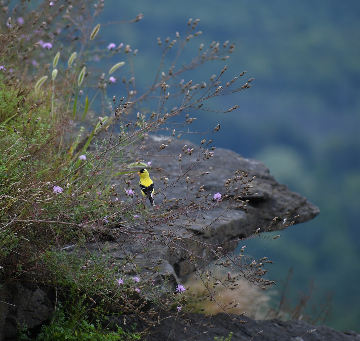 American Goldfinch - Penguin Iceberg