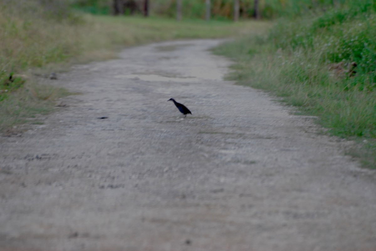 Guam Rail - ML39222531