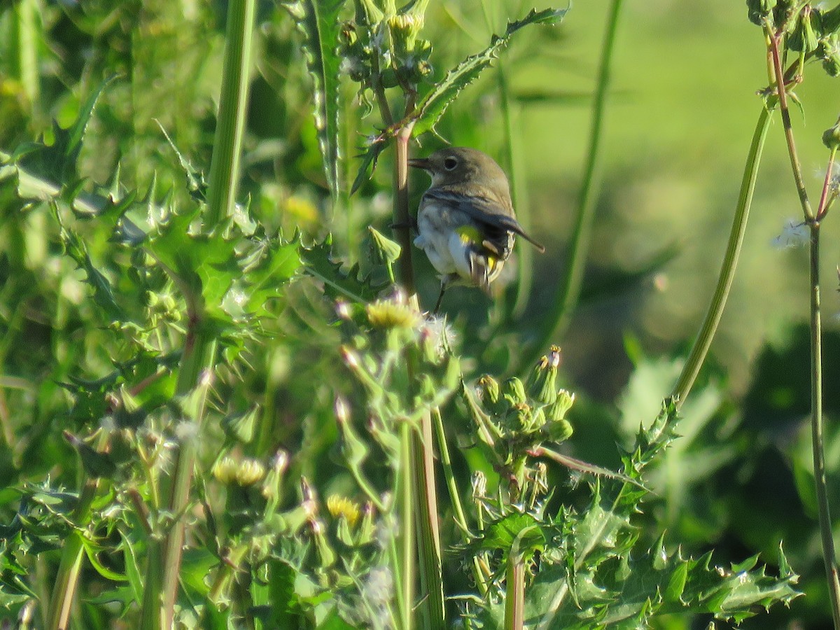 Yellow-rumped Warbler - ML392227071