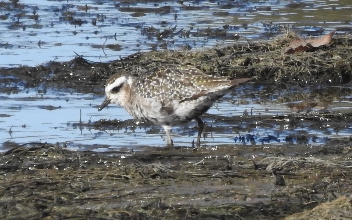 American Golden-Plover - ML392228681