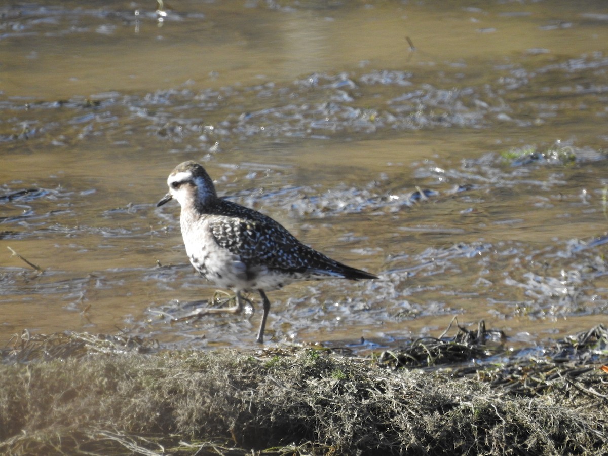 American Golden-Plover - ML392228701